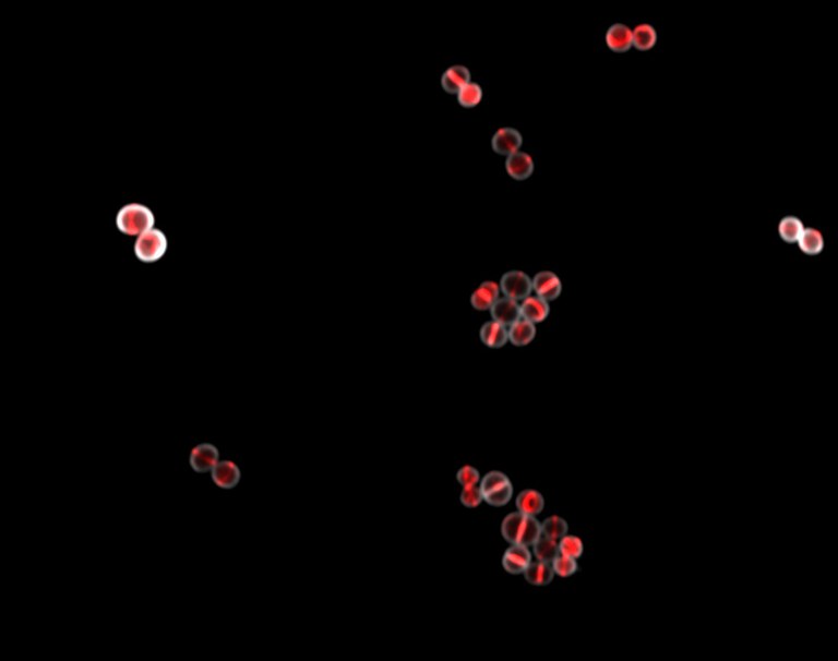 Blocked cell wall formation