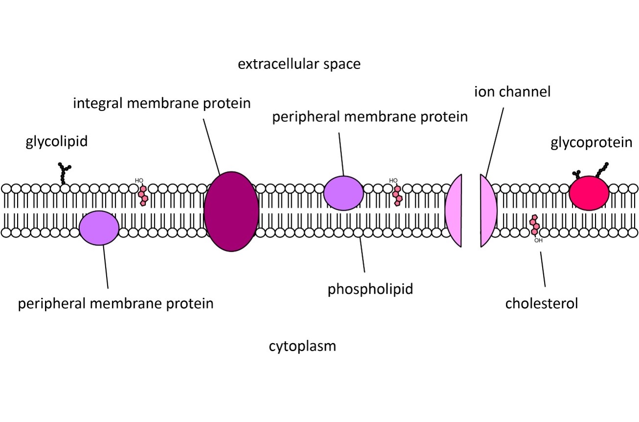 Biochemistry I.jpg