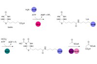 Natural Product Chemistry.jpg
