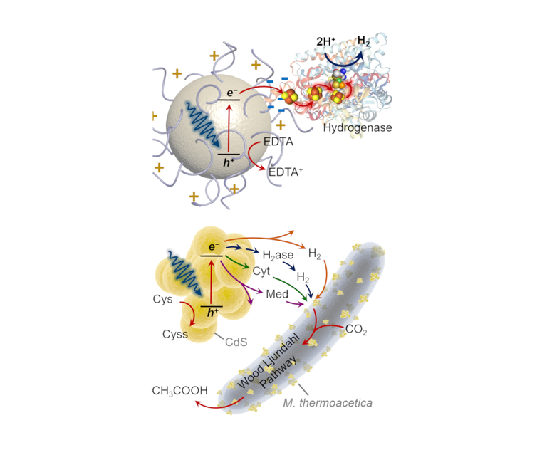 Biocatalysts and Hybrid Systems Biocatalysts and Hybrid Systems