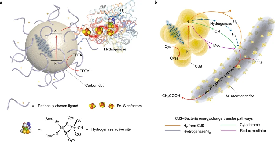 Semi-artificial photosynthesis: interfacing nature’s catalytic machinery with synthetic materials