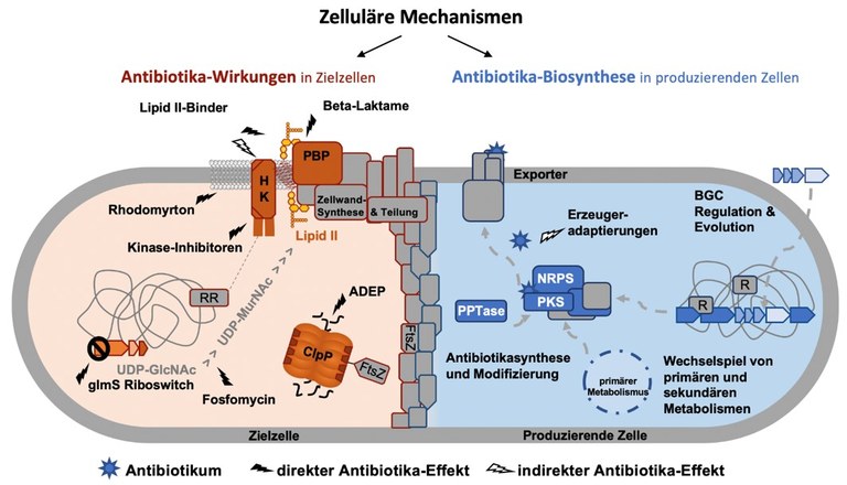 Bacterien Antibiotika Bacterien Antibiotika