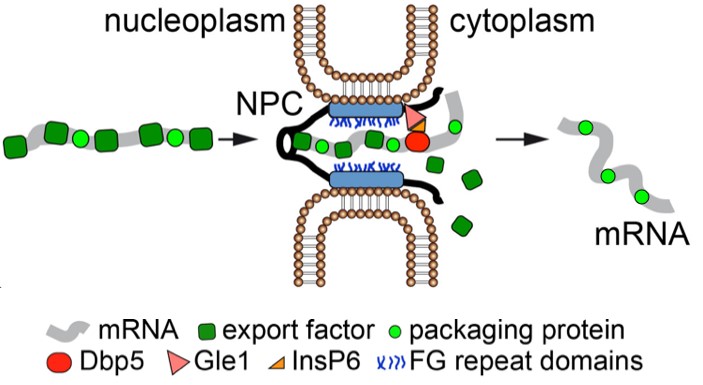 RNA transport 2