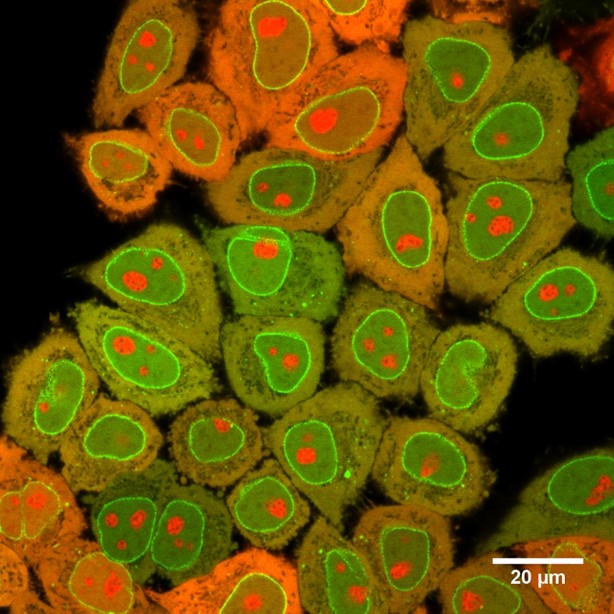 Stable Cell line