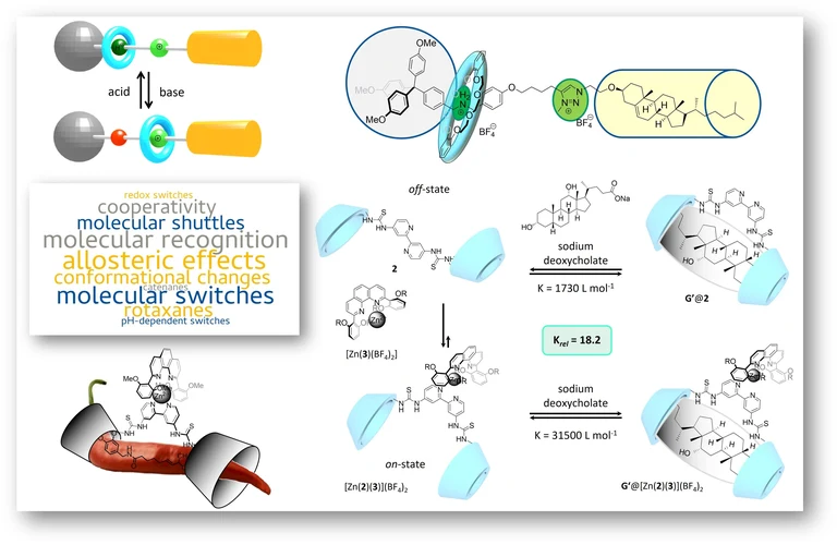 Research - allosteric receptorrotaxane.jpg
