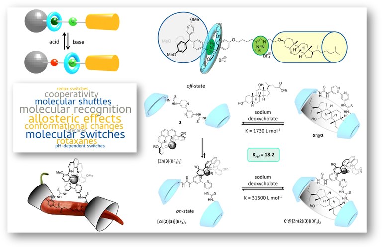 Research - allosteric receptorrotaxane.jpg Research - allosteric receptorrotaxane.jpg