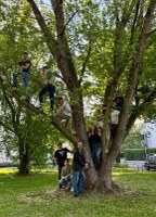 Baum Bild